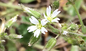 Cerastium glomeratum