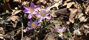 Crocus tommasinianus