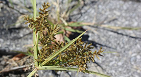 Cyperus esculentus