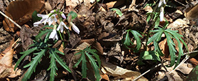 Dentaria laciniata