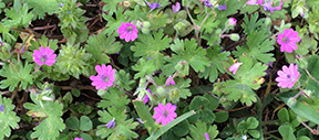 Geranium molle