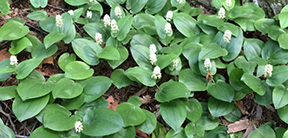 Maianthemum canadense