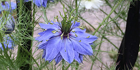 Nigella damascena