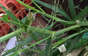 Panicum dichotomiflorum