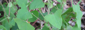 Persicaria perfoliata