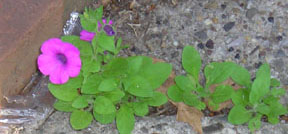 Petunia integrifolia