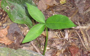 Pinellia ternata