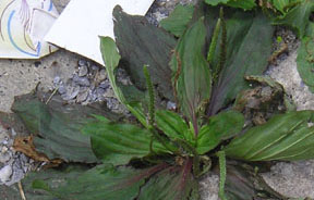 Plantago rugelii