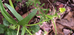 Ranunculus abortivus