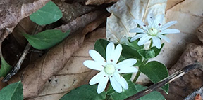 Stellaria pubera