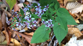 Symphyotrichum cordifolium