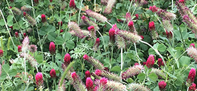 Trifolium incarnatum