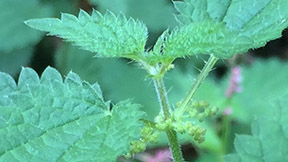 Urtica dioica