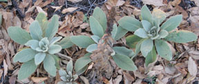 Verbascum thapsis