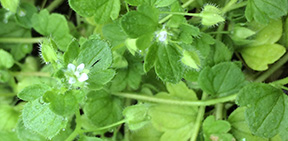 Veronica hederifolia