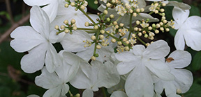 Viburnum dentatum