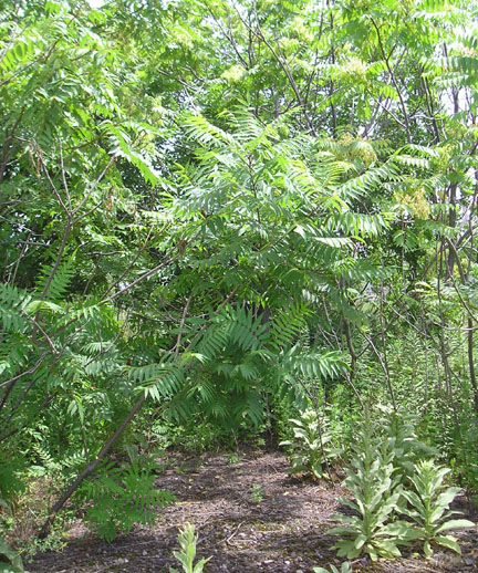 staghorn_02.jpg