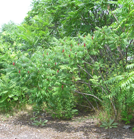 staghorn_03.jpg