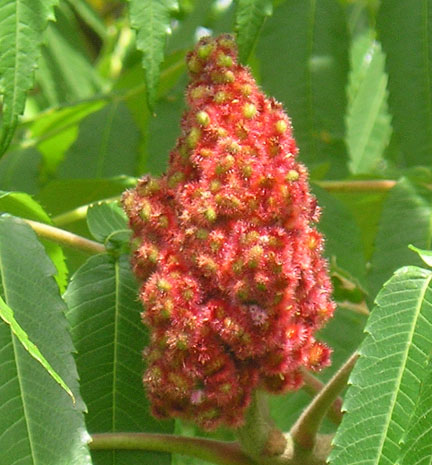 staghorn_04.jpg