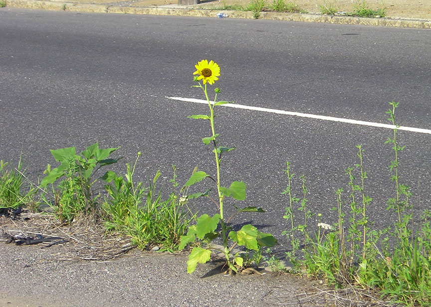 sunflower_08.jpg