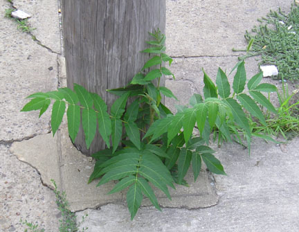 treeofheaven_01.jpg