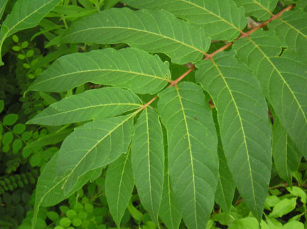 treeofheaven_02.jpg