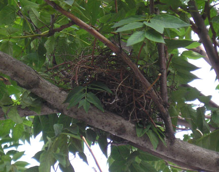 treeofheaven_03.jpg