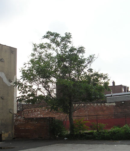 treeofheaven_04.jpg