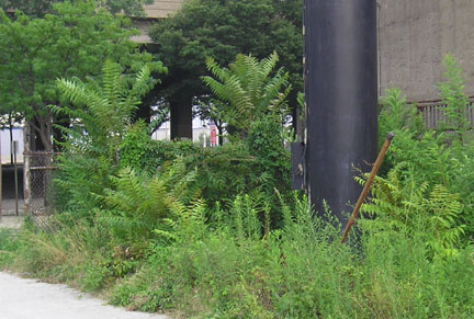 treeofheaven_06.jpg