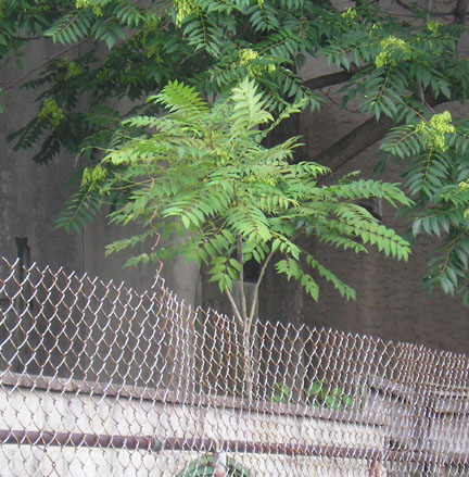 treeofheaven_07.jpg