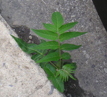 treeofheaven_08.jpg