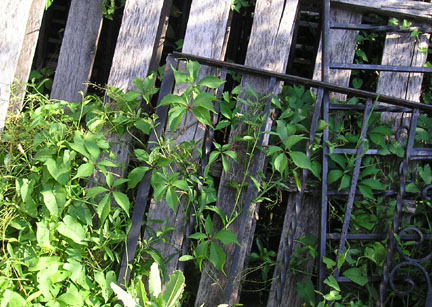 creeper_03.jpg