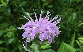 wildbergamot.jpg