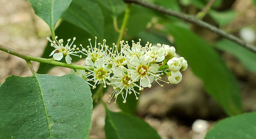 blackcherry01.jpg
