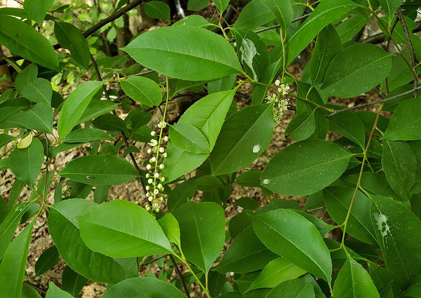 blackcherry03.jpg