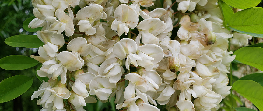 blacklocust01.jpg