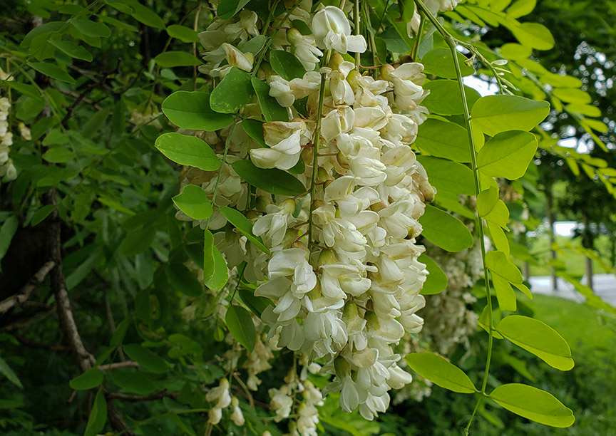 blacklocust02.jpg