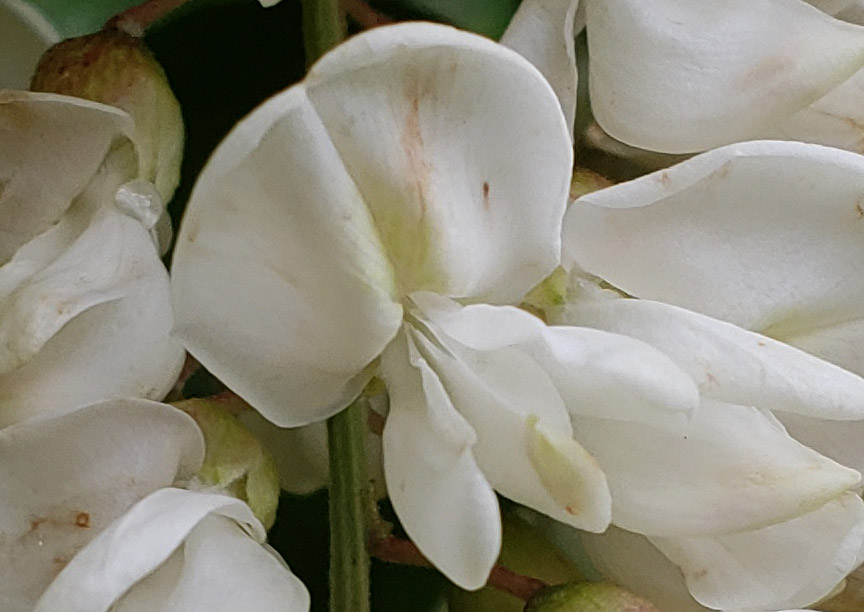 blacklocust03.jpg