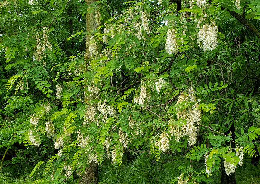 blacklocust04.jpg