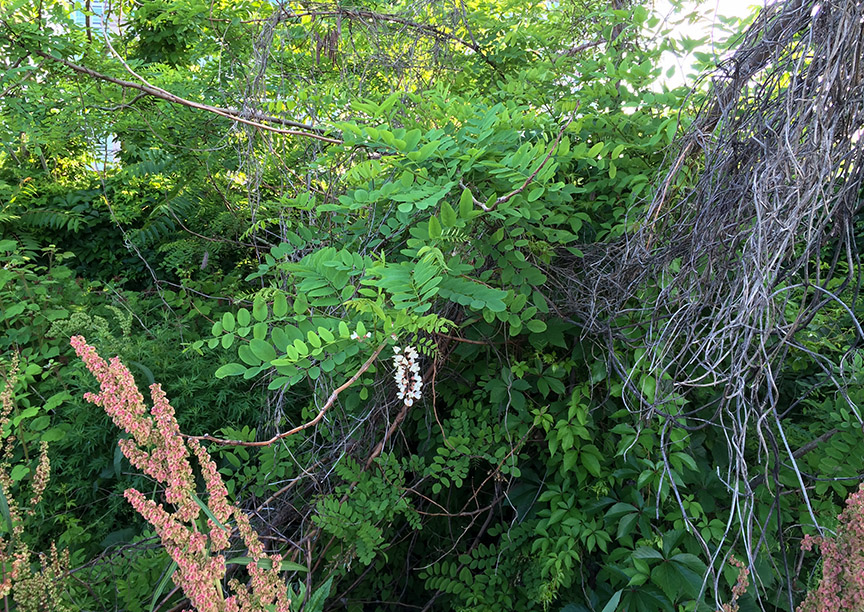 blacklocust05.jpg