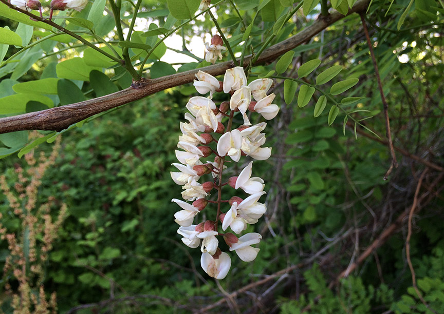 blacklocust06.jpg