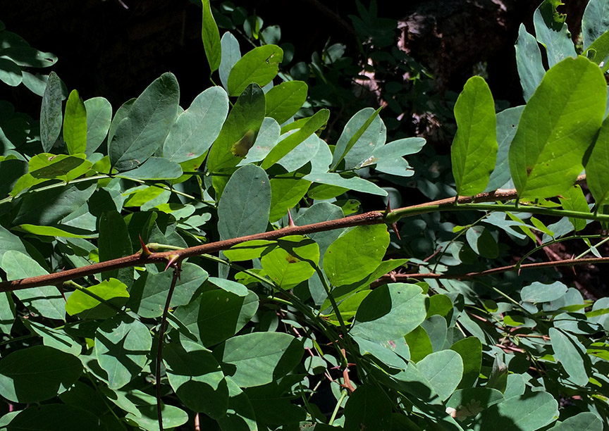blacklocust07.jpg
