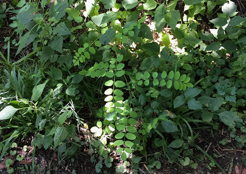 blacklocust08.jpg