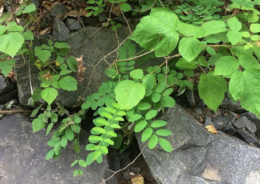 blacklocust09.jpg