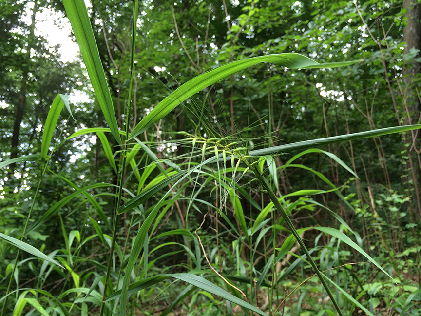 bbg07.jpg