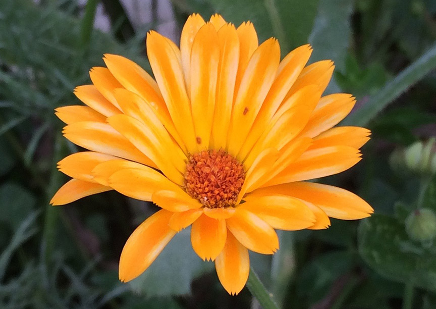 calendula03.jpg