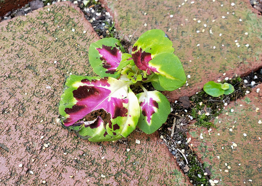 coleus205.jpg