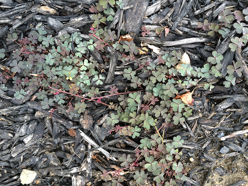 Creeping Woodsorrel (Oxalis corniculata)