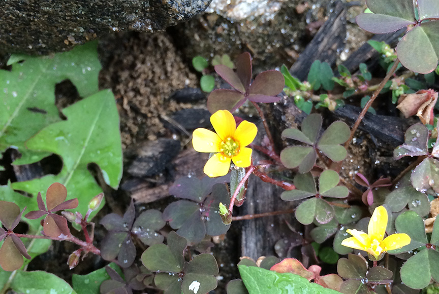 Creeping Woodsorrel (Oxalis corniculata)