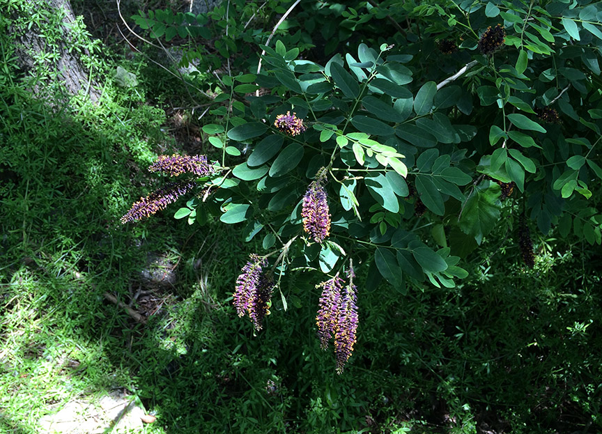 amorpha12.jpg